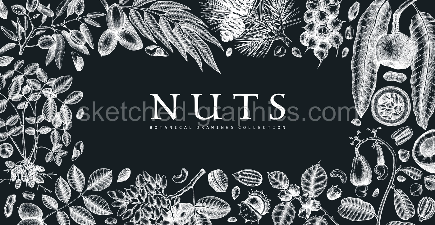 Hand drawn nuts banner on checkboard. Vegetarian product background. Vintage nuts hand-sketched frame. Healthy food vector template with botanical elements, branches, plants, fruits, nuts, nutshells.  Illustration